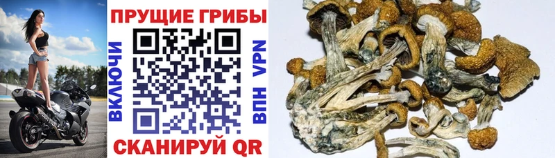 Галлюциногенные грибы Magic Shrooms Усолье-Сибирское